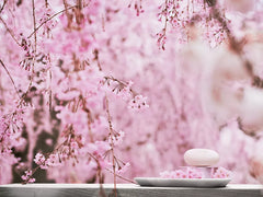 The Ritual of Sakura Shampoo & Body Bar