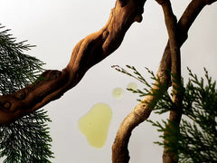 Rituals Homme shower foam 50ml