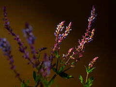 Savage Garden Scented Candle 360g