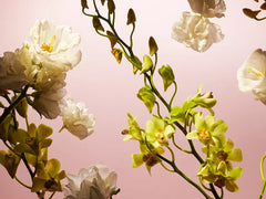 Fleurs de l’Himalaya 50ml