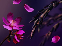 The Ritual of Yozakura Pink Sugar Scrub