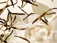 Karma Shower Foam Value Pack 2025