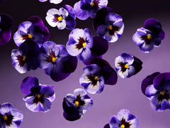 Smooth Violet USA Fragrance Sticks