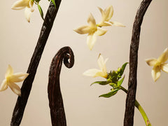 Suede Vanilla USA Mini Fragrance Sticks