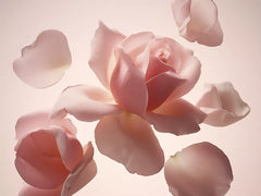 Cashmere Rose Scented Candle 360g