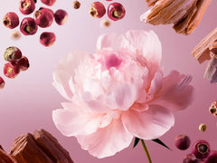 Travel - Nuit de l’Himalaya