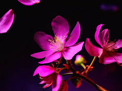 The Ritual of Yozakura Hair & Body Mist 50ml