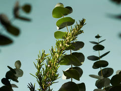 The Ritual of Hammam Scented Candle 290g