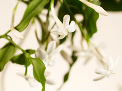 Sweet Jasmine Refill Scented Candle 360g